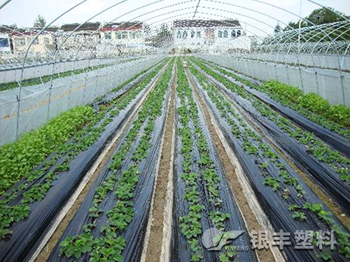 普通地膜产品图片