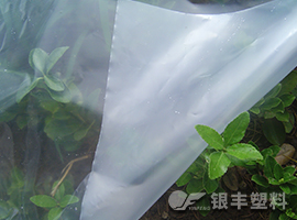 银丰流滴双防膜产品图片