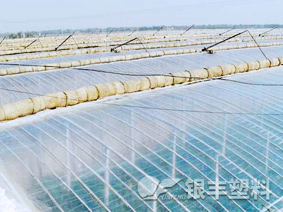 山东东阿水果基地使用EVA保温大棚膜案例