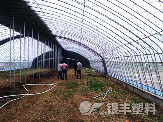 山东东阿水果基地使用EVA保温大棚膜案例