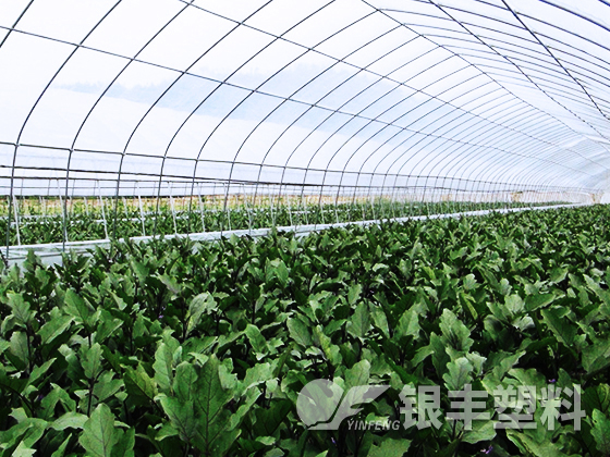 山东东阿水果基地使用EVA保温大棚膜案例