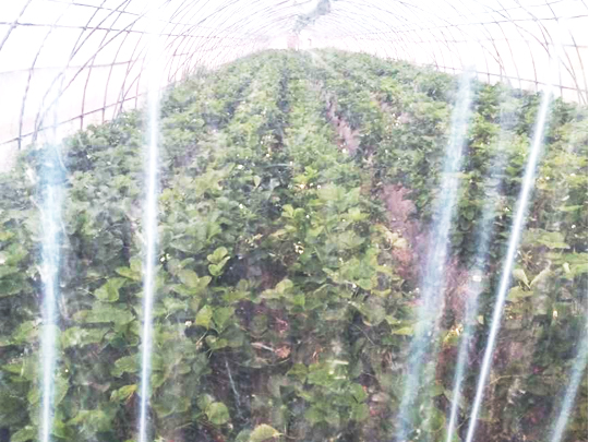 洛阳市孟津县新型农村合作社草莓种植基地草莓专用膜