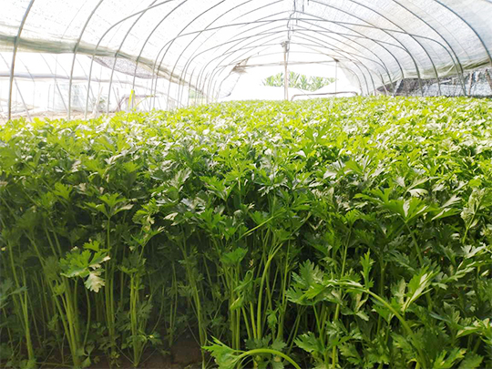 信阳平桥区芹菜种植基地po膜案例